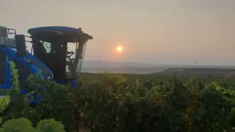 El Somontano espera recoger 17 kilos de uva El Somontano espera recoger 17 kilos de uva