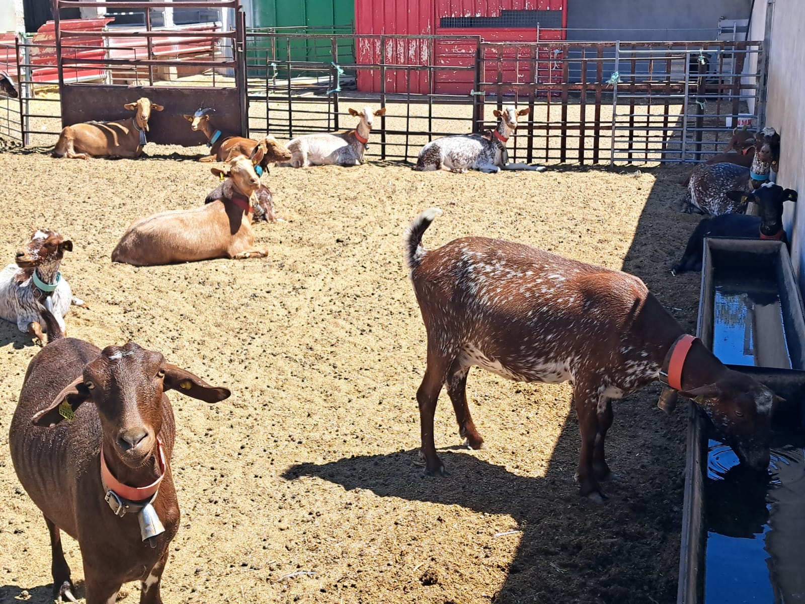El intenso calor disminuye la producción de leche y baja el extracto quesero del ganado ovino y caprino El intenso calor disminuye la producción de leche y baja el extracto quesero del ganado ovino y caprino