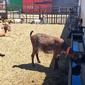 Cabras sobrellevando las altas temperaturas Cabras sobrellevando las altas temperaturas