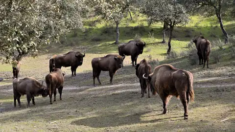Bisontes europeos en la Sierra de Andújar. - Juan de Dios Ortiz - Europa Press Bisontes europeos en la Sierra de Andújar. - Juan de Dios Ortiz - Europa Press
