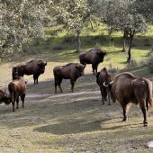 Bisontes europeos en la Sierra de Andújar. - Juan de Dios Ortiz - Europa Press