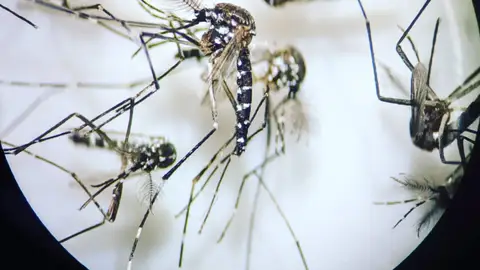 La Diputación de Alicante destina 380.000 euros al control de plagas de moscas y mosquitos La Diputación de Alicante destina 380.000 euros al control de plagas de moscas y mosquitos