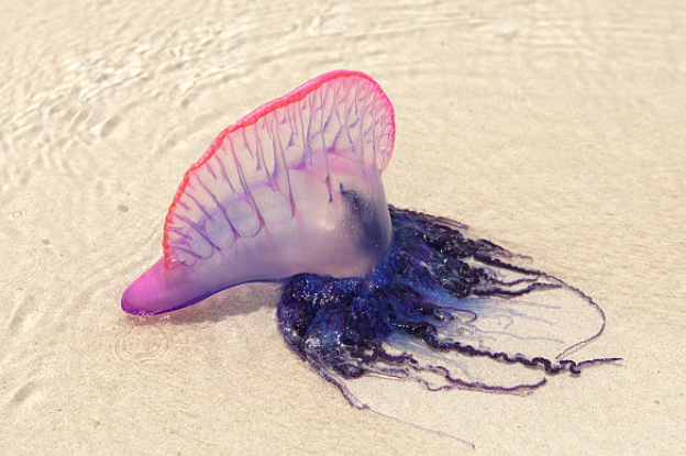Las primeras carabelas portuguesas comienzan a llegar a las playas de Cantabria Las primeras carabelas portuguesas comienzan a llegar a las playas de Cantabria