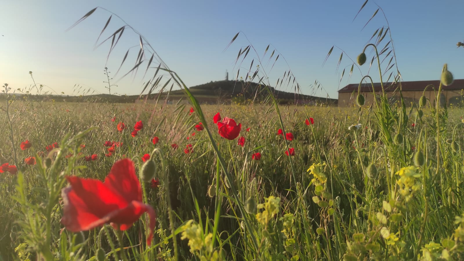 La Fundación FIRE busca la participación ciudadana para renaturalizar Valdepeñas La Fundación FIRE busca la participación ciudadana para renaturalizar Valdepeñas