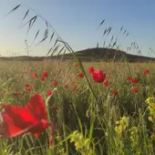 Renaturalización Valdepeñas Renaturalización Valdepeñas