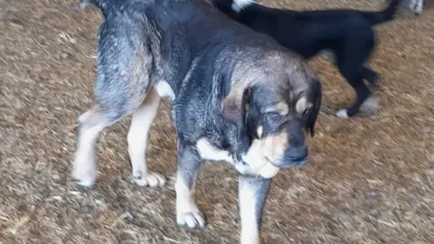 La Diputación ayuda con 53.900 euros a 76 ganaderos en el mantenimiento de sus mastines para favorecer la prevención de ataques de animales salvajes .