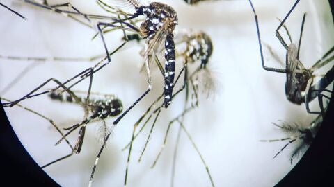 La Diputaci&oacute;n de Alicante destina 380.000 euros al control de plagas de moscas y mosquitos