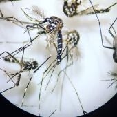 La Diputación de Alicante destina 380.000 euros al control de plagas de moscas y mosquitos