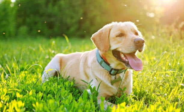 El Gobierno quiere que nuestro perro pase una revisión veterinaria anual obligatoria El Gobierno quiere que nuestro perro pase una revisión veterinaria anual obligatoria