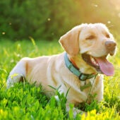 El Gobierno quiere que nuestro perro pase una revisión veterinaria anual obligatoria