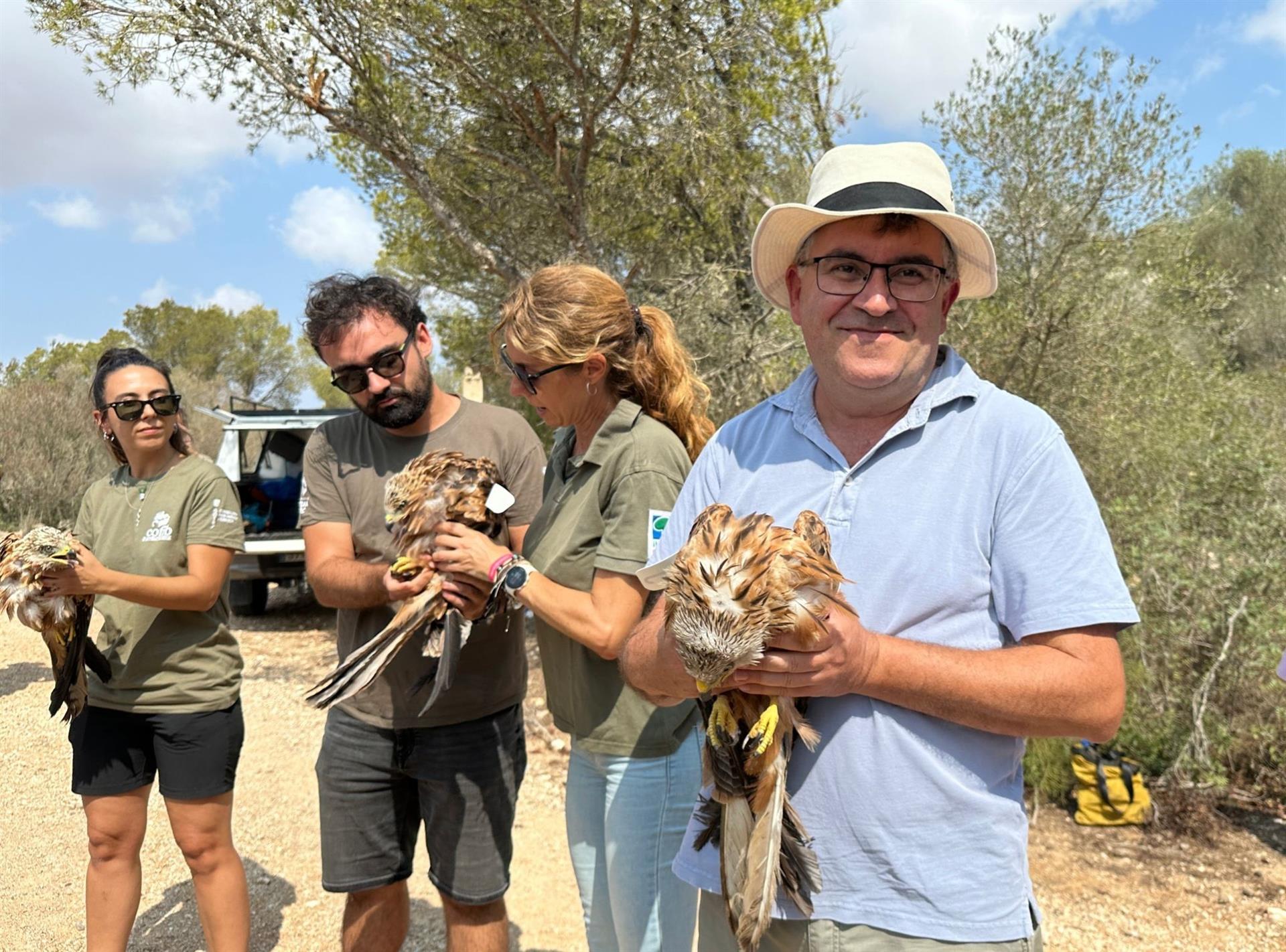 Liberados cinco milanos reales en el Parque Natural de Mondragó Liberados cinco milanos reales en el Parque Natural de Mondragó