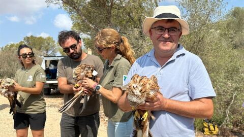 El conseller de Agricultura, Pesca y Medio Natural, Joan Simonet, en la liberaci&oacute;n de cinco milanos reales en el Parque Natural de Mondrag&oacute;. 