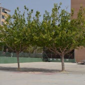 Moreres, parcela antiguo colegio Doctor Esquerdo
