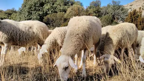 Las vacunas para el virus de la lengua azul no estarán disponibles hasta octubre Las vacunas para el virus de la lengua azul no estarán disponibles hasta octubre