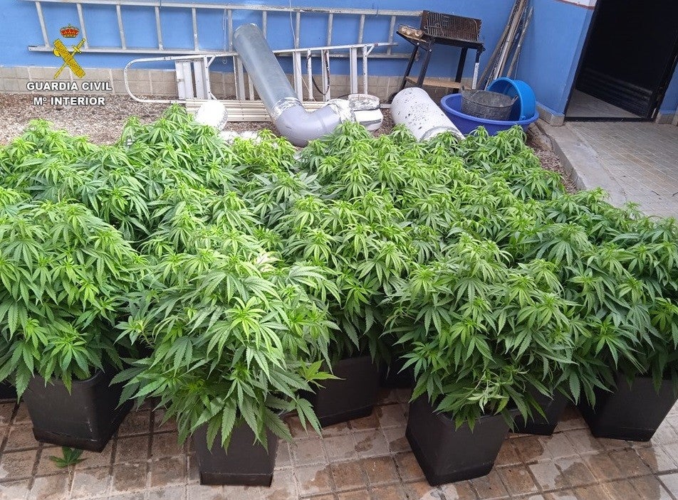 Desmantelan tres puntos de cultivo y venta de marihuana en Tomelloso y Socuéllamos Desmantelan tres puntos de cultivo y venta de marihuana en Tomelloso y Socuéllamos