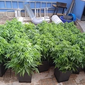 Plantas de marihuana intervenidas por la Guardia Civil Plantas de marihuana intervenidas por la Guardia Civil