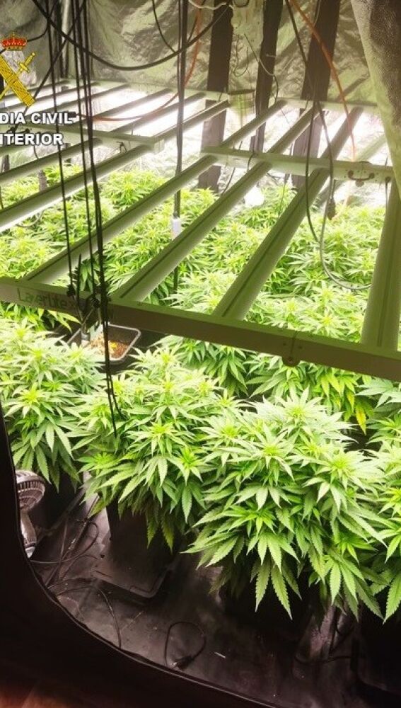 Planta de marihuana intervenida por la Guardia Civil