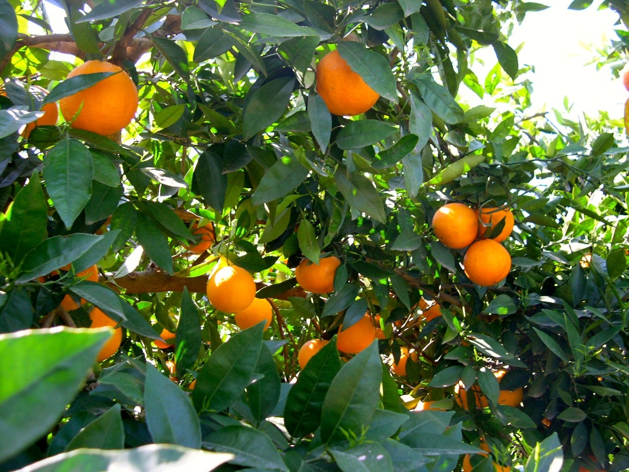 El temporal de lluvias beneficia a la calidad de la naranja en el inicio de la campaña citrícola El temporal de lluvias beneficia a la calidad de la naranja en el inicio de la campaña citrícola