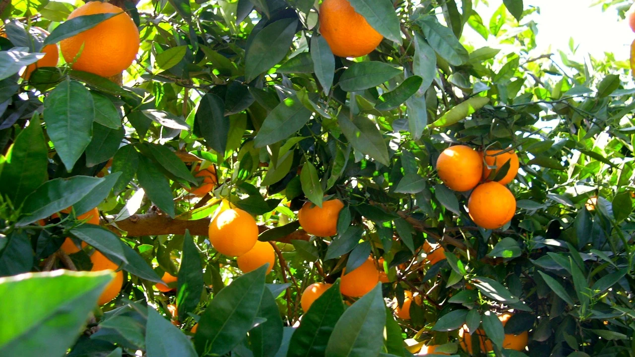 Los costes de producción de los cítricos aumentan un 18% desde 2020 y ya son 0,27 €/kg en naranjas y 0,33 €/kg en mandarinas