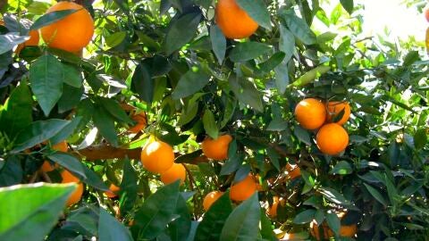 Los costes de producci&oacute;n de los c&iacute;tricos aumentan un 18% desde 2020 y ya son 0,27 &euro;/kg en naranjas y 0,33 &euro;/kg en mandarinas