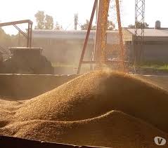 La cosecha ha sido desigual y desilusionante en la provincia de Segovia mientras los precios siguen sin cubrir los costes de producción La cosecha ha sido desigual y desilusionante en la provincia de Segovia mientras los precios siguen sin cubrir los costes de producción