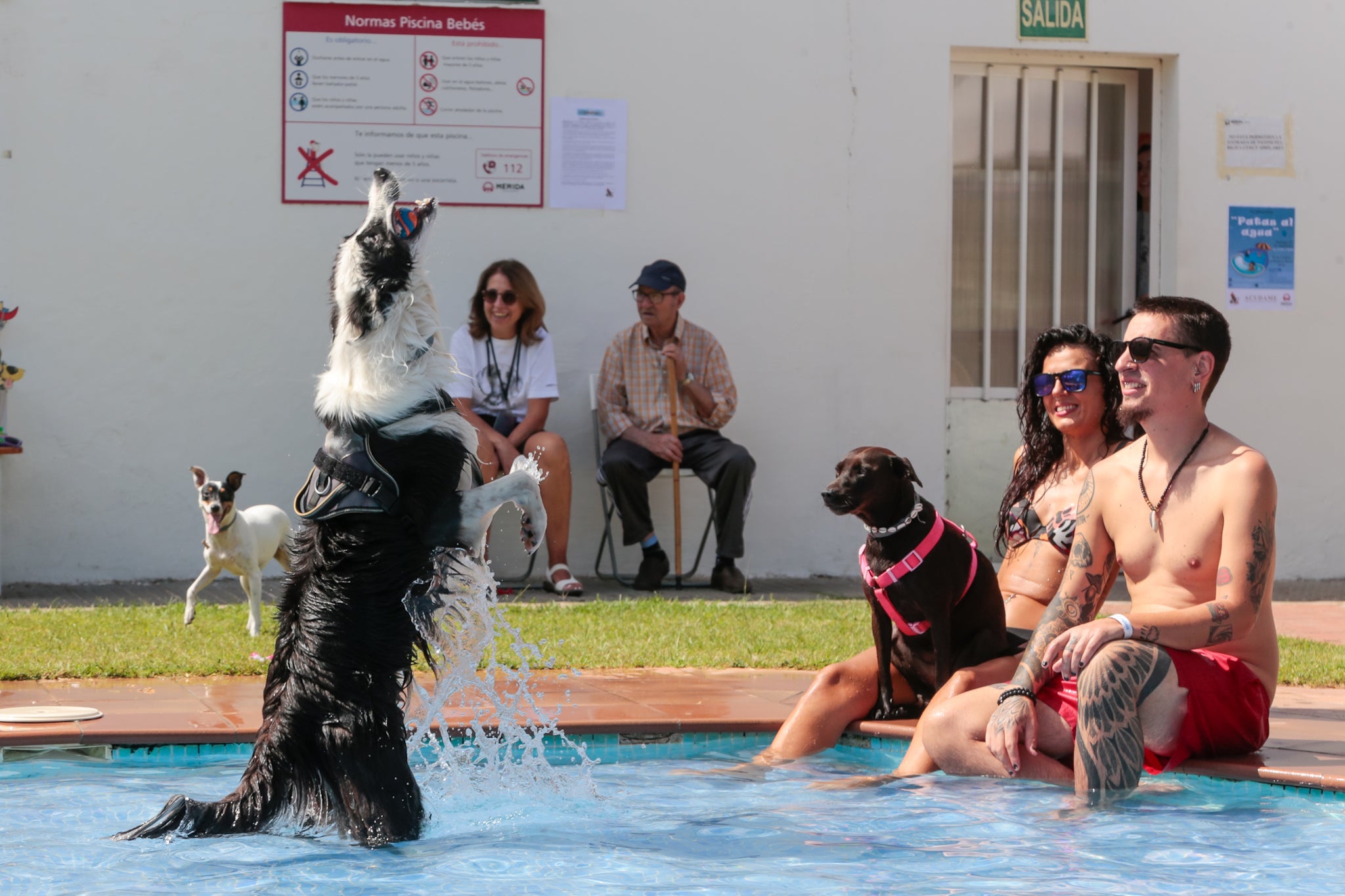 Asociación Acudame celebra el domingo en la piscina del Complejo Guadiana de Mérida una nueva edición del baño de perros Asociación Acudame celebra el domingo en la piscina del Complejo Guadiana de Mérida una nueva edición del baño de perros