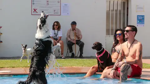 Asociación Acudame celebra el domingo en la piscina del Complejo Guadiana de Mérida una nueva edición del baño de perros Asociación Acudame celebra el domingo en la piscina del Complejo Guadiana de Mérida una nueva edición del baño de perros
