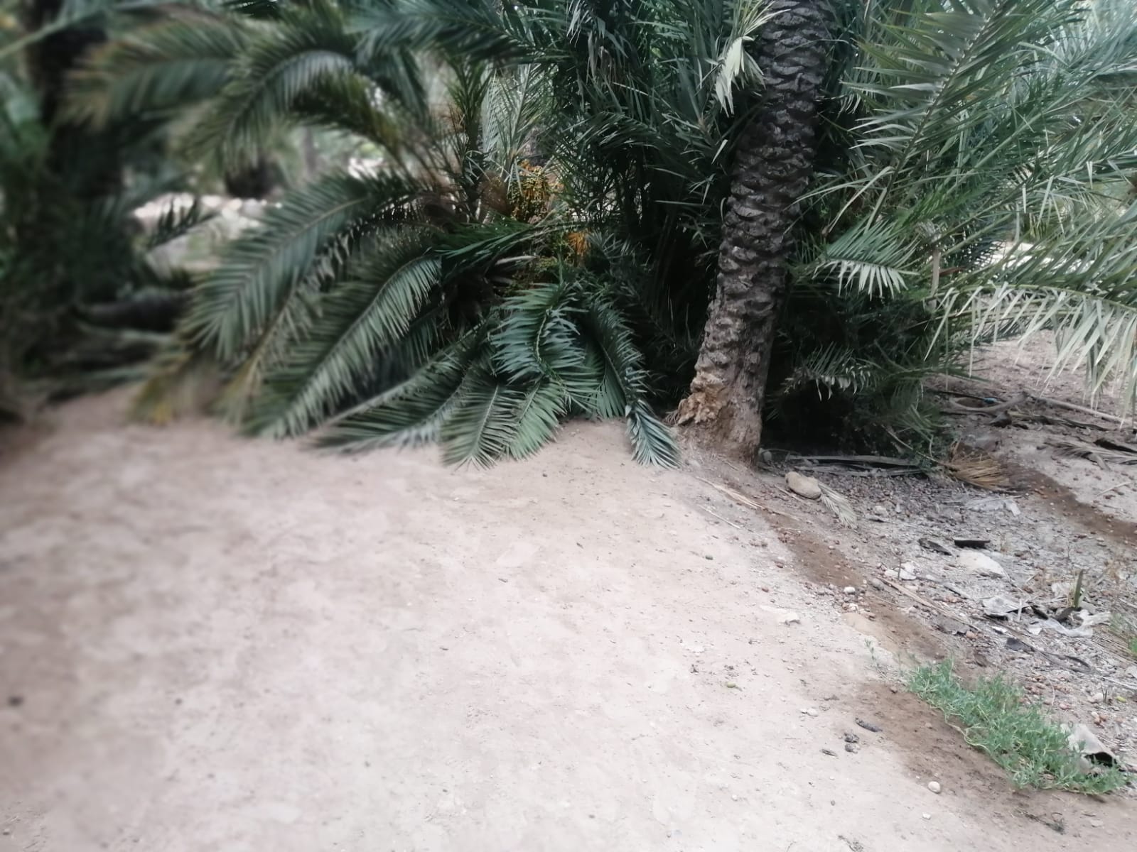 Vecinos de Puertas Coloradas de Elche reclaman la retirada de palmeras caídas en uno de los huertos del barrio Vecinos de Puertas Coloradas de Elche reclaman la retirada de palmeras caídas en uno de los huertos del barrio