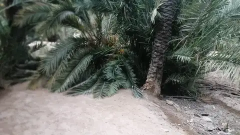 Palmera caída en el huerto de Elche. Palmera caída en el huerto de Elche.