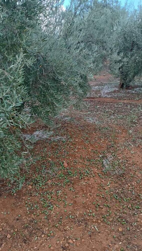 Aceitunas caídas de los olivos por la tormenta de granizo
