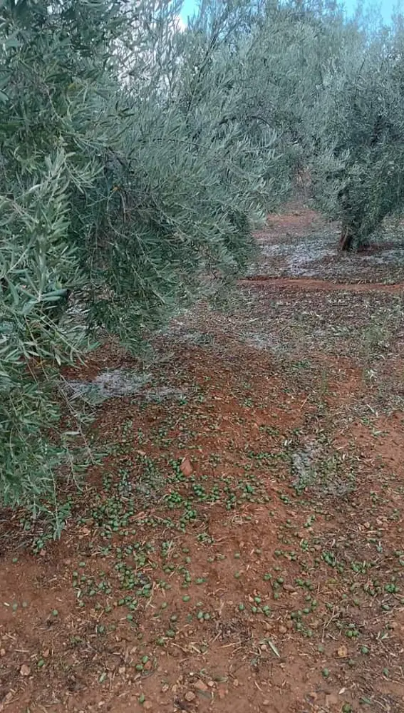 Aceitunas caídas de los olivos por la tormenta de granizo Aceitunas caídas de los olivos por la tormenta de granizo