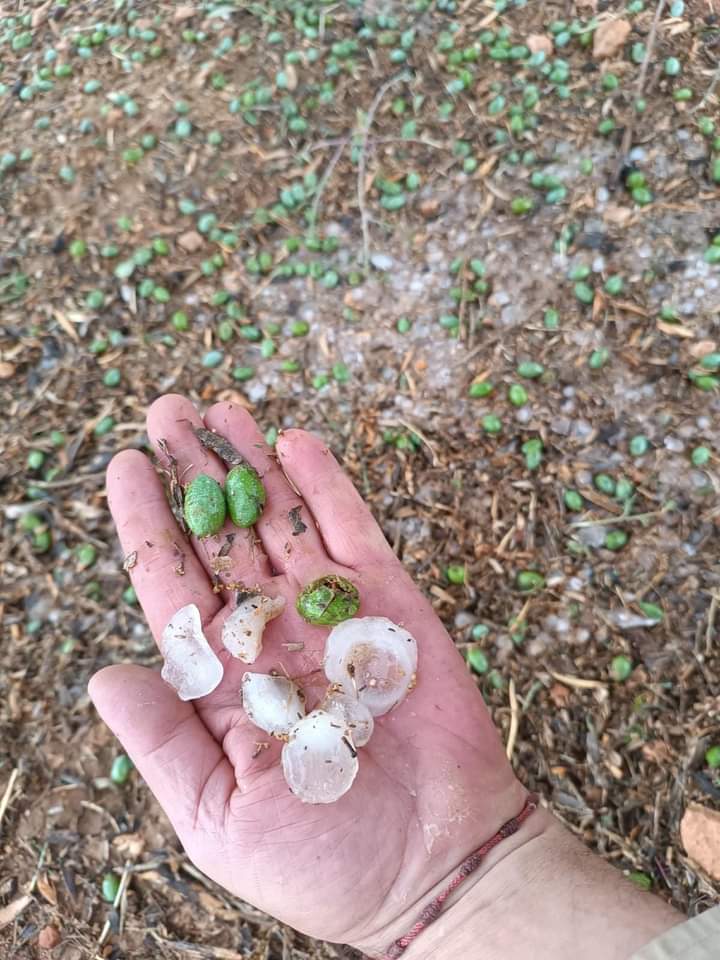 El granizo destroza cultivos en Castellar de Santiago El granizo destroza cultivos en Castellar de Santiago
