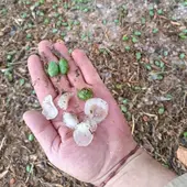 Piedras de granizo y daños olivar Piedras de granizo y daños olivar