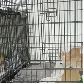 Campaña de Esterilización de Gatos Callejeros 202 Campaña de Esterilización de Gatos Callejeros 202