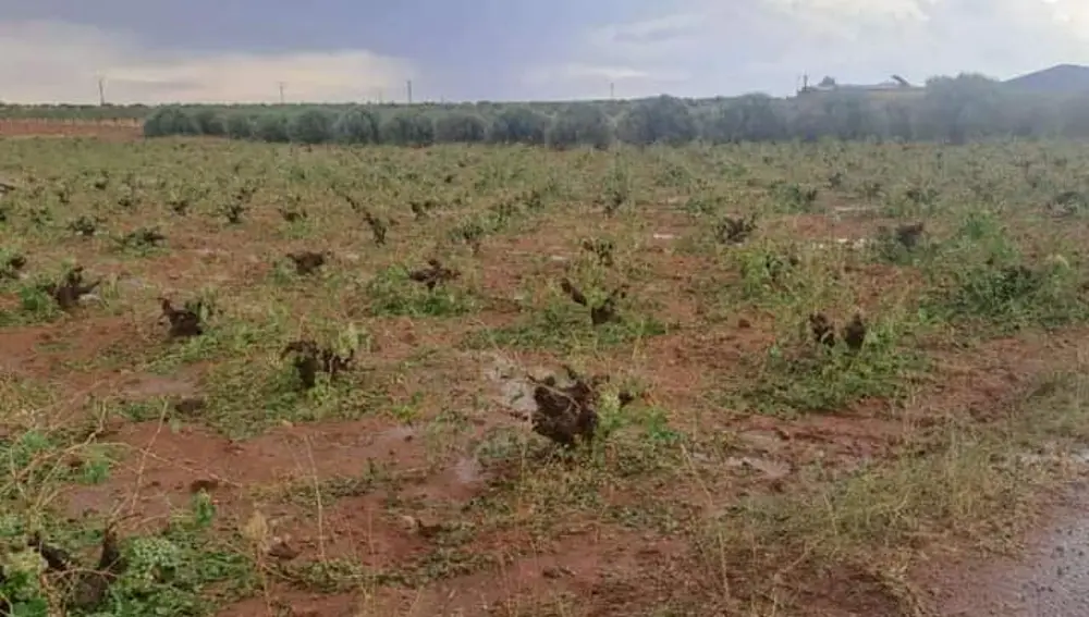 Viñas dañadas por la tormenta de granizo Viñas dañadas por la tormenta de granizo