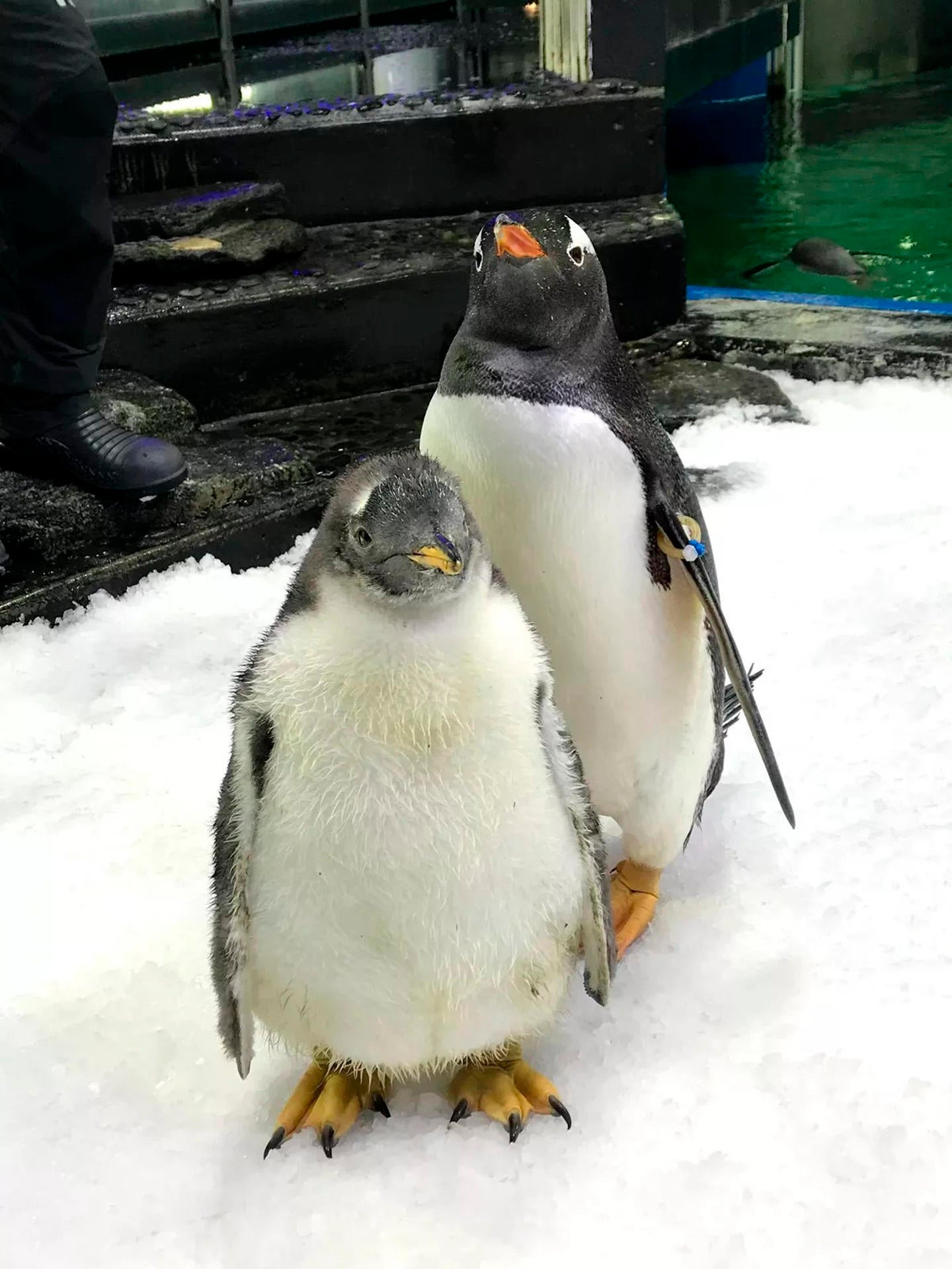 Muere Sphen, el famoso pingüino gay australiano que incubó una cría con su pareja Magic Muere Sphen, el famoso pingüino gay australiano que incubó una cría con su pareja Magic