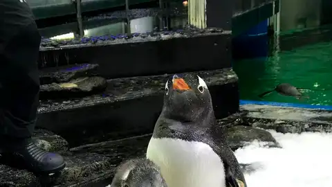 Sphen el famoso pingüino en el Sea Life de Sidney Sphen el famoso pingüino en el Sea Life de Sidney