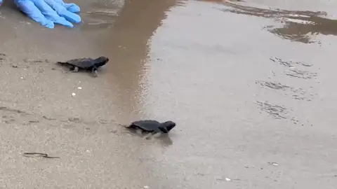 La playa El Carabassí de Elche ha vivido una nueva suelta de ejemplares de tortuga boba. La playa El Carabassí de Elche ha vivido una nueva suelta de ejemplares de tortuga boba.