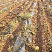 Melonar volteado o picado 