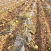 Melonar volteado o picado Melonar volteado o picado