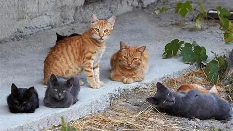 Altea recibe una subvención para la esterilización de colonias felinas Altea recibe una subvención para la esterilización de colonias felinas