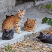 Altea recibe una subvención para la esterilización de colonias felinas