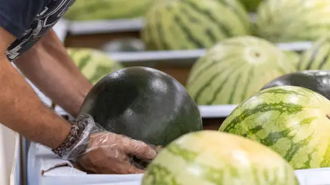 Mercadona prevé comprar 115.000 toneladas de sandía de origen nacional, un 38 % más en 2024 Mercadona prevé comprar 115.000 toneladas de sandía de origen nacional, un 38 % más en 2024