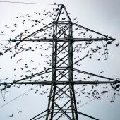 Aves en una antena eléctrica