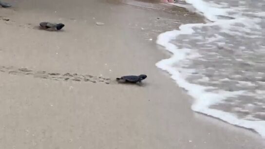 La playa del Carabass&iacute; de Elche vive una nueva suelta de ejemplares de tortuga boba