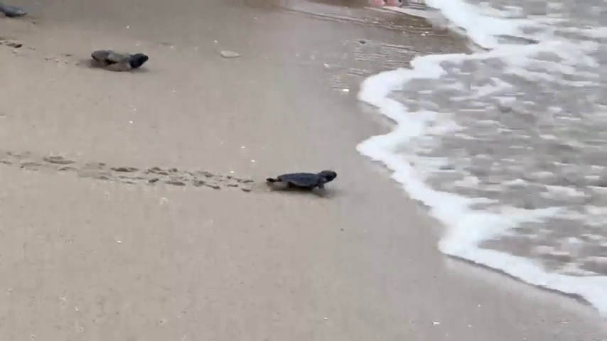 La playa El Carabassí de Elche vive una nueva suelta de ejemplares de tortuga boba La playa El Carabassí de Elche vive una nueva suelta de ejemplares de tortuga boba
