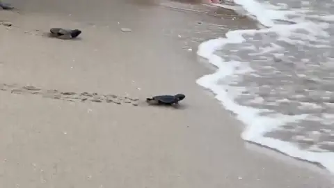 Dos de los ejemplares de tortuga boba en la playa del Carabassí de Elche. La playa del Carabassí de Elche vive una nueva suelta de ejemplares de tortuga boba