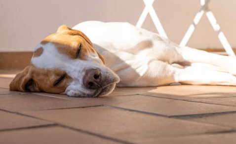 ¿Cómo saber si tu perro tiene fiebre? Un experto revela cuatro señales fundamentales para identificarlo ¿Cómo saber si tu perro tiene fiebre? Un experto revela cuatro señales fundamentales para identificarlo