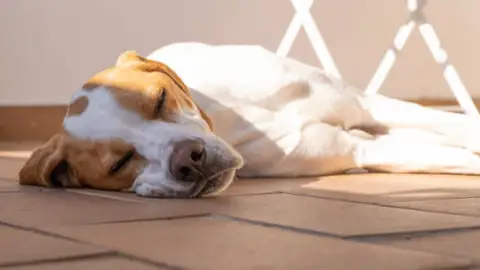 ¿Cómo saber si tu perro tiene fiebre? Un experto revela cuatro señales fundamentales para identificarlo ¿Cómo saber si tu perro tiene fiebre? Un experto revela cuatro señales fundamentales para identificarlo