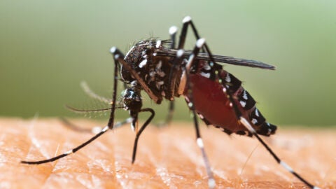 Euskadi controla la propagación del mosquito tigre